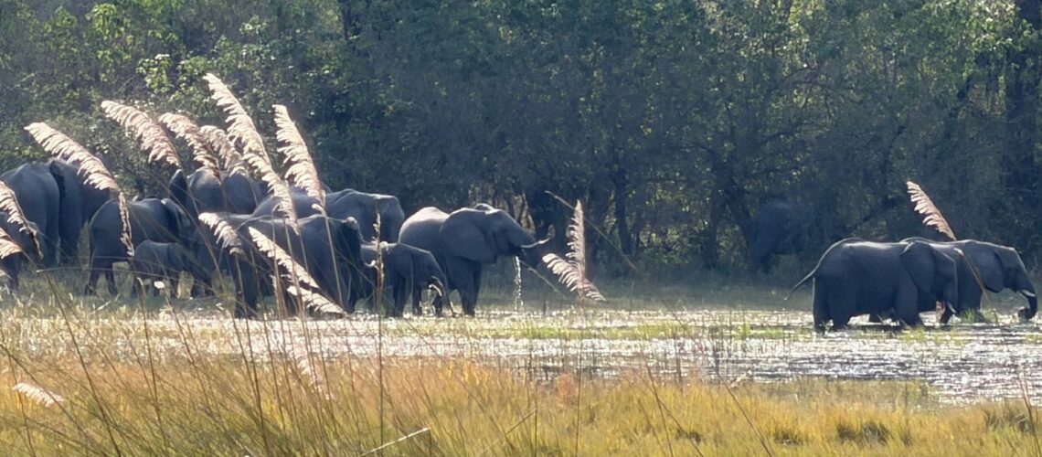 Elephant Herd at a Watering Hole in the Okavango Delta