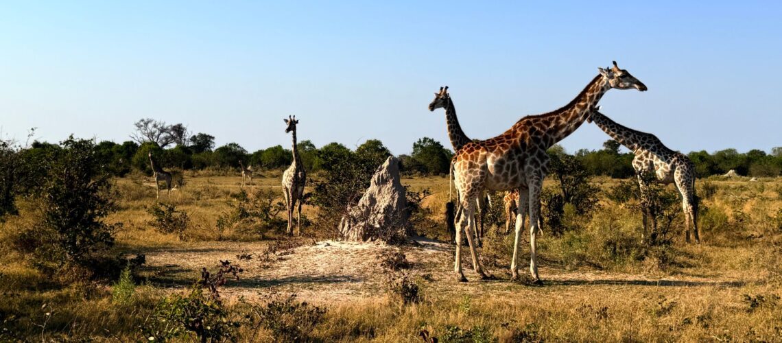 Giraffes gathered near a termite mound in the Okavango Delta, Botswana