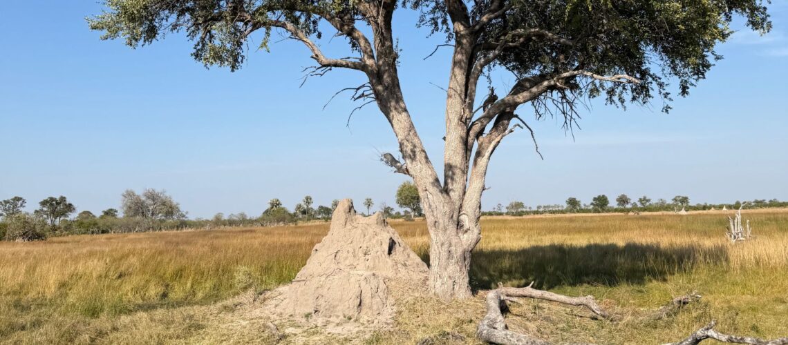 Lone tree growing from a termite mound in the Okavango Delta grassland, Botswana